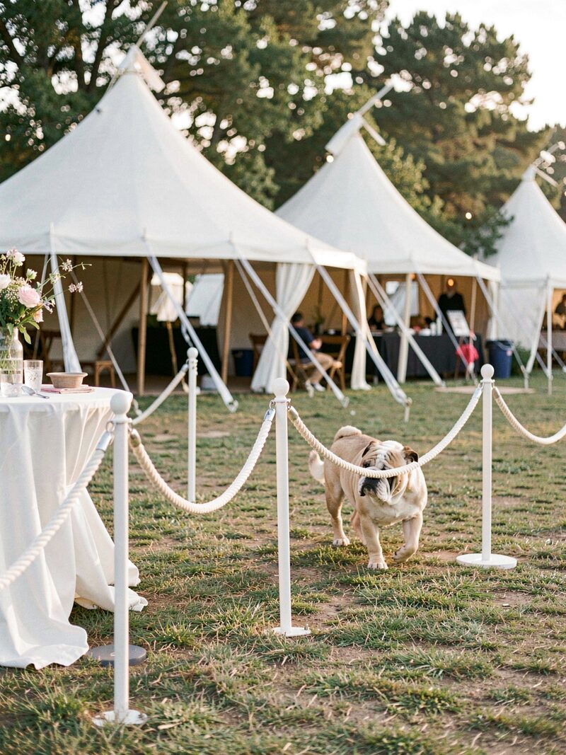 Two rings side by side under a wide tent at a Texas showground, bulldogs on crates in the shade, rosettes lined on a secretary table.